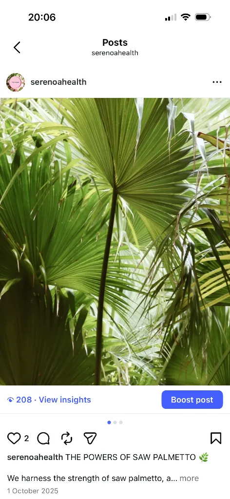 Saw palmetto leaves